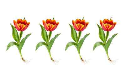 Tulip flowers with roots 