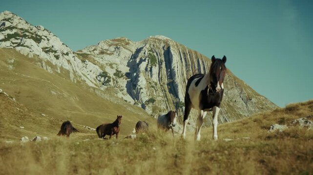 A herd moves toward the camera on dry golden alpine grass as a black and white pinto leads, with folded limestone strata and karst forms in warm late light.