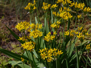 Obraz premium Allium moly is a perennial plant of the onion family ( Allioideae ). It is also known as golden garlic and lily leek