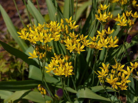 Allium moly is a perennial plant of the onion family ( Allioideae ). It is also known as golden garlic and lily leek