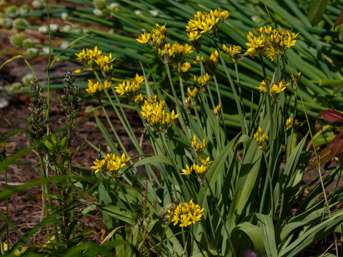 Allium moly is a perennial plant of the onion family ( Allioideae ). It is also known as golden garlic and lily leek