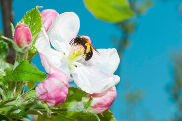 Apple blossoms © tstock