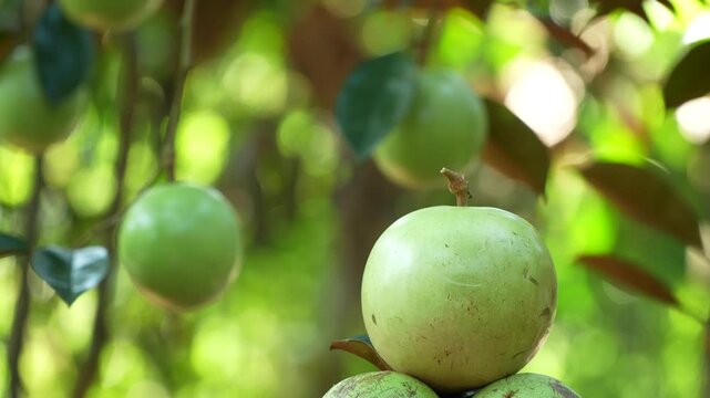 Close-up of a harvested Lo Ren star apple against a blurred orchard background in Vietnam.