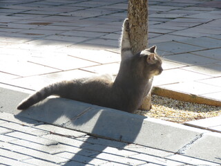 Grey / Gray Cat scratching a tree on a street in the sun