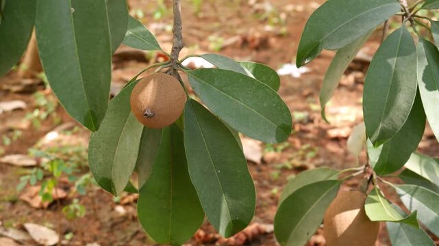 Sapota, also known as chikoo, sweet, tropical fruit