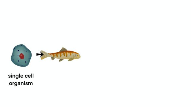 life progression from single cell organism to aquatic animal, amphibian, primate, and modern human. Educational biology diagram explaining natural selection and species development, Evolution concept