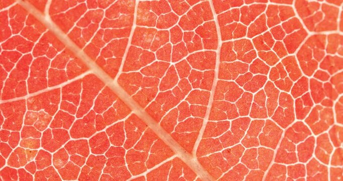Extreme macro footage of a vibrant red and pink leaf showing detailed vein network and organic cell structure. Abstract botanical texture background with backlit translucent look