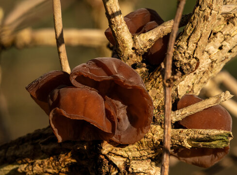 Wood ear fungus (Auricularia auricula-judae), a type of jelly fungus on a tree branch in the winter sun