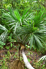 O coqueiro (Cocos nucifera L.) &eacute; uma das palmeiras mais adapt&aacute;veis ao redor da Terra, especialmente em pa&iacute;ses tropicais