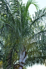 O coqueiro (Cocos nucifera L.) &eacute; uma das palmeiras mais adapt&aacute;veis ao redor da Terra, especialmente em pa&iacute;ses tropicais