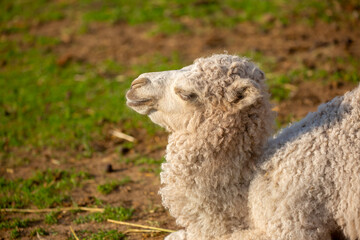 Fototapeta premium Albino camel calf. A small white baby camel. A camel in the fields of Uzbekistan.