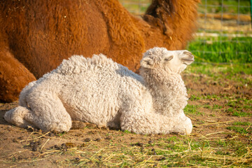 Naklejka premium Albino camel calf. A small white baby camel. A camel in the fields of Uzbekistan.