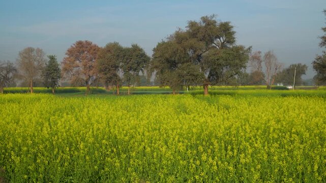 Sarso Brassica juncea mustard field in Haryana India with bright yellow flowers blooming in farmland