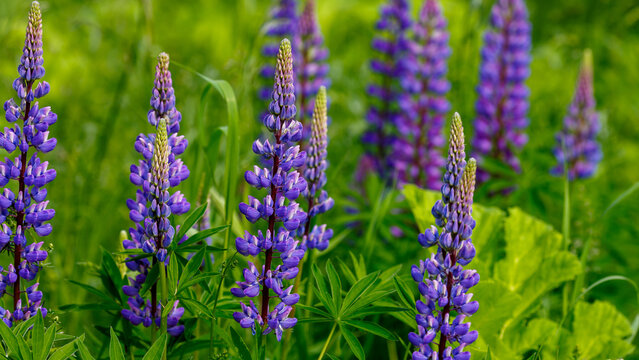 Lupine , or wolf bean ( Latin- Lupinus ) is a genus of plants in the legume family ( Fabaceae )
