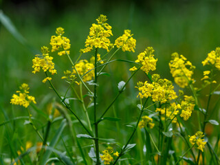 Obraz premium Common rape, or common turnip rape ( Latin- Barbarea vulgaris ) is a biennial herbaceous plant