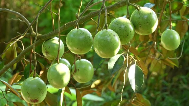 Productive Lo Ren star apple clusters hanging heavily in a Vietnam orchard.