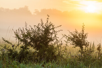 Malowniczy wschód słońca nad zamgloną łąką, ukazujący sylwetki dzikich krzewów i traw skąpanych w ciepłym, złotym świetle. Klimatyczny, sielankowy krajobraz poranny z delikatną mgłą © Henryk Niestrój