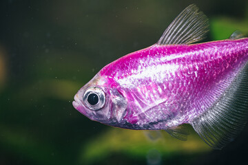 Kolorowe ryby akwariowe z gatunku żałobniczka (Gymnocorymbus ternetzi) w odmianie neonowej (r&oacute;żowej i pomarańczowej), pływające w akwarium słodkowodnym na tle roślin.