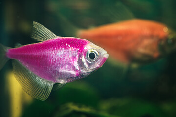 Kolorowe ryby akwariowe z gatunku żałobniczka (Gymnocorymbus ternetzi) w odmianie neonowej (r&oacute;żowej i pomarańczowej), pływające w akwarium słodkowodnym na tle roślin.