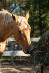 Close-up of an American Quarter Horse eating hay from a slow-feeder net in a hay rack. Blurred trees are in the background.