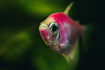 Kolorowe ryby akwariowe z gatunku żałobniczka (Gymnocorymbus ternetzi) w odmianie neonowej (r&oacute;żowej i pomarańczowej), pływające w akwarium słodkowodnym na tle roślin.