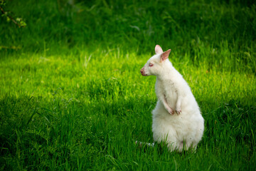 Obraz premium A close-up of a kangaroo on green grass. A white albino kangaroo cub. Wild kangaroos, Australia, wildlife, marsupials.