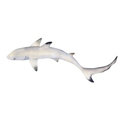 Fototapeta premium watercolor shark, animal of the Indian Ocean, tropical fish, hand drawn underwater animal, grey, black colors, wildlife of ocean, sea, floating inhabitants of Bali's, Maldives warm seas, coral reefs