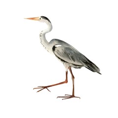 Obraz premium watercolor grey heron, animal of Indian Ocean's islands, standing bird with raised leg, realistic sketch of bird fish catcher, wildlife sea, lake, river, illustration of inhabitant of Maldives