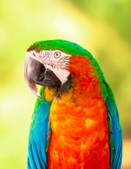Obraz premium A close-up of a macaw. The multi-colored parrot sits on a perch. The background is blurred, which emphasizes the bird's bright colors.