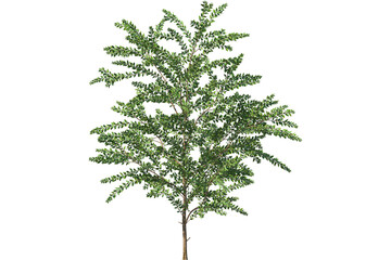 Obraz premium Lush Green Tree with Fresh Leaves, Transparent Background