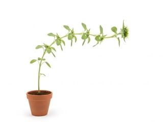 Obraz premium Potted young sunflower plant with long, curved stem and developing bud on a clean white background.