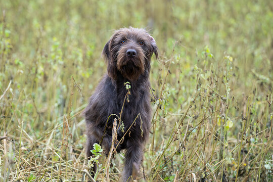 Pudelpointer in Feld