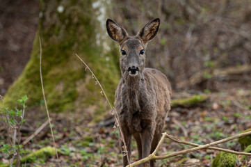Fototapeta premium Reh