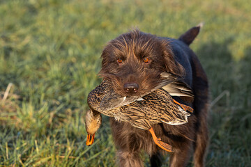 Pudelpointer apportiert Ente