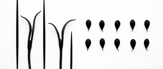 Black and white image depicting three plant stalks and two rows of eight small dark circles to the right of the stalks