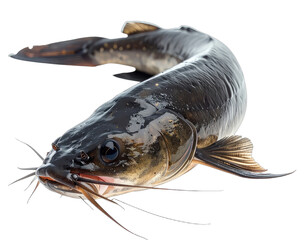 An isolated, curved close-up view of a freshwater fish with barbels and a sleek body