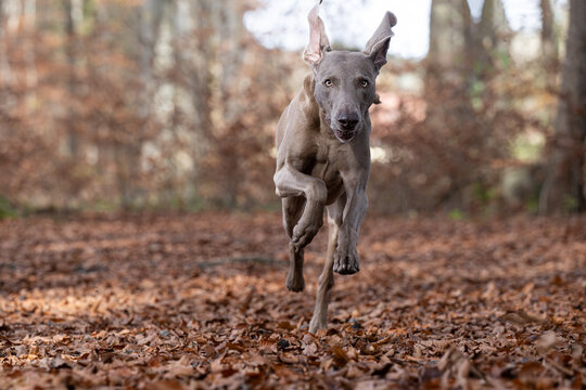 Weimaraner im Galopp