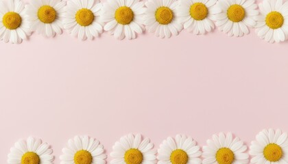 Fresh White Daisies Forming a Natural Floral Frame on a Delicate Light Pink Background