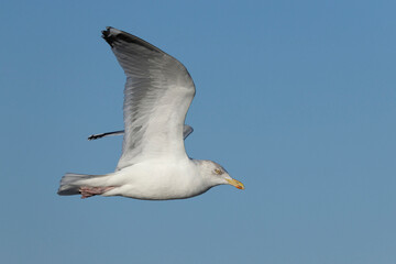 Obraz premium adult european herring gull (larus argentatus) in flight