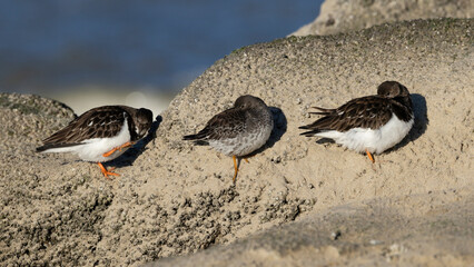resting purple sandpiper (calidris maritima) and ruddy turnstones (arenaria interpres) resting at the ebach