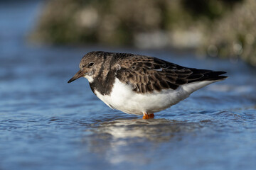 ruddy turnstone (arenaria interpres) stands in shallow water