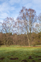 Obraz premium Birch trees standing in a green field with molehills