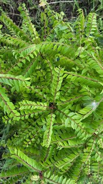 Fresh green curry leaves growing on a branch in a lush outdoor garden setting
