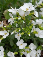Fototapeta premium White flowers blooming in a garden, symbolizing natural growth and spring awakening. Floral beauty for nature design.
