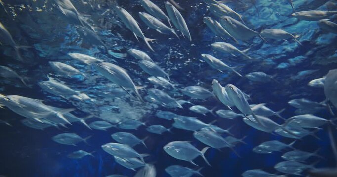 Large School Of Smallspotted Dart Fish Swimming. Trachinotus Baillonii Is Indo-pacific Species Of Pompano In Family Carangidae. Silvery Blue Body Color Fish. Number Of These Spots Increases With Age