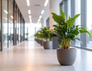 オフィス緑化の観葉植物