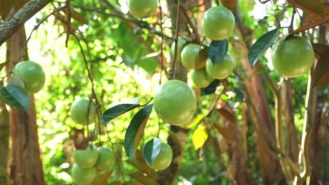 Close-up of a sharp Lo Ren star apple among a cluster in a sunny Vietnam orchard.