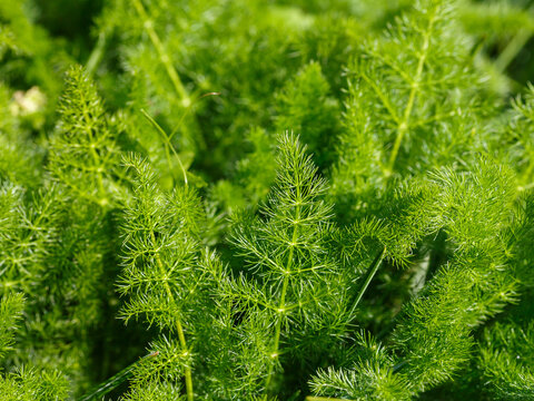 Meum vulgare (Meum atamante and Meum glabra) is a perennial herbaceous aromatic, ornamental, and medicinal plant, the type species of the genus Meum of the family Apiaceae