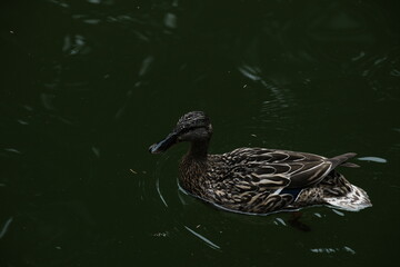 Fototapeta premium duck in the water