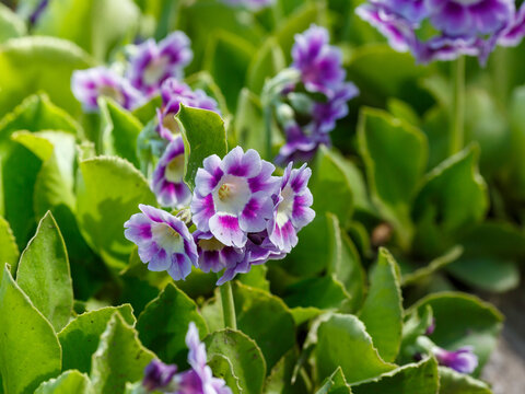 Primula auricula blooms in spring garden. Primula auricula, often known as auricula, mountain cowslip or bear's ear, is a species of flowering plant in the family Primulaceae